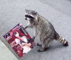 Horny_raccoon